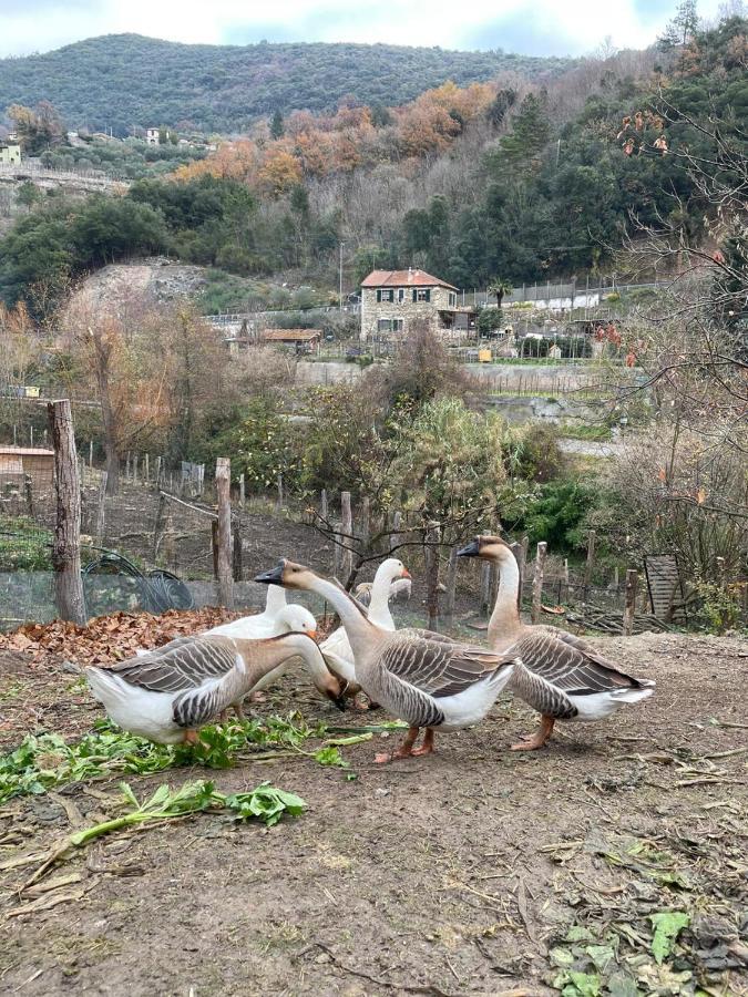 Agricamping Le Terrazze Hotel Orco Feglino Buitenkant foto