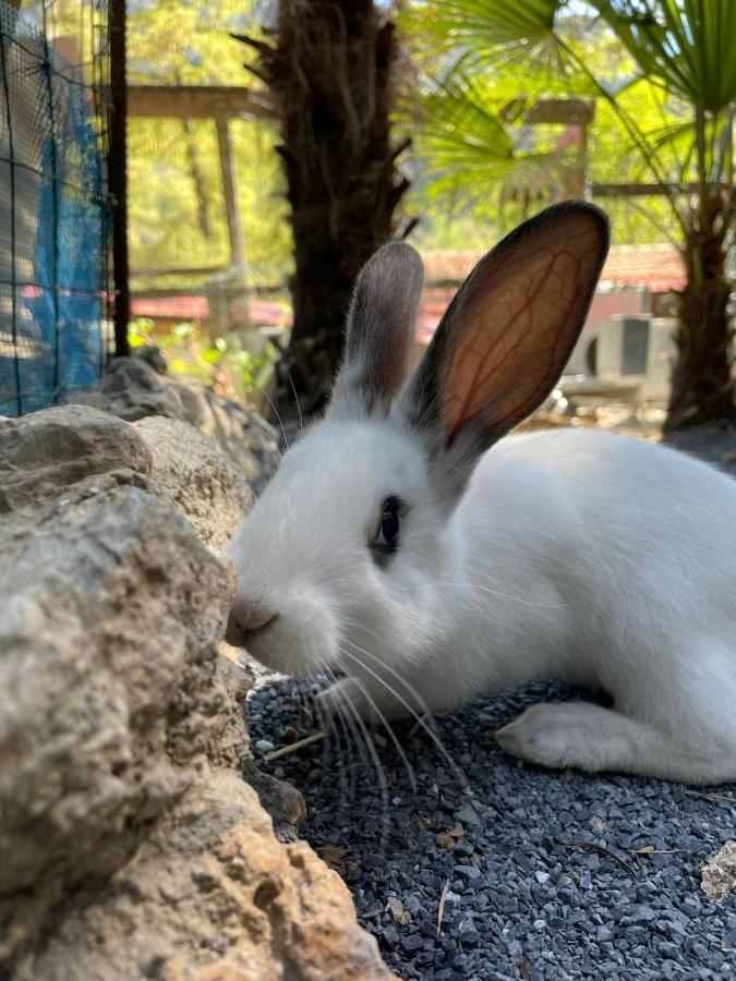 Agricamping Le Terrazze Hotel Orco Feglino Buitenkant foto
