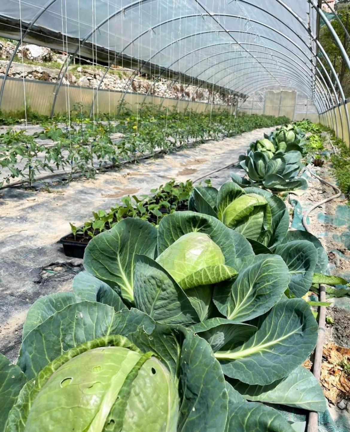 Agricamping Le Terrazze Hotel Orco Feglino Buitenkant foto